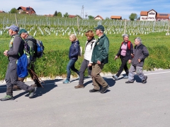 In skozi vinske gorice